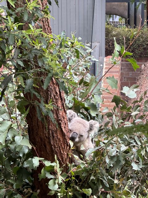 タロンガ動物園のコアラ