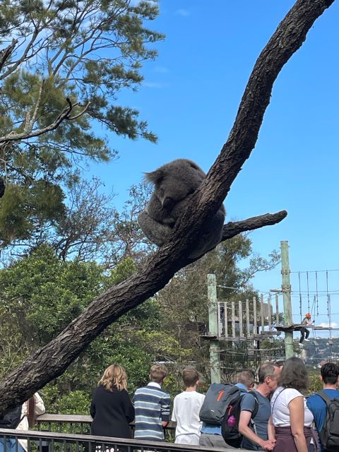 タロンガ動物園のコアラ