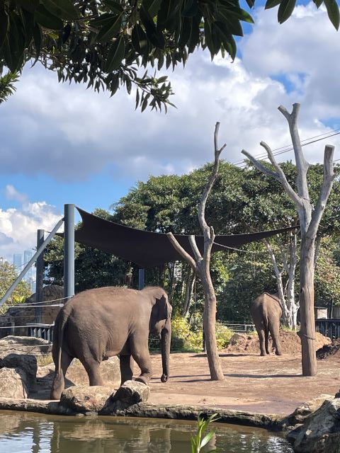 タロンガ動物園の象