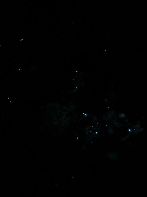 ナチュラルブリッジの土ボタル