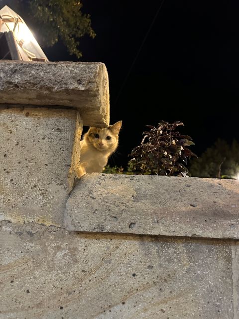 カッパドキアの猫